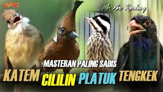 Download Lagu MASTERAN BURUNG SUPER EDAN MATERI | Ngekek, Mbeset, Ngeroll Nembak MP3 Download Lagu MASTERAN BURUNG SUPER EDAN MATERI | Ngekek, Mbeset, Ngeroll Nembak MP3