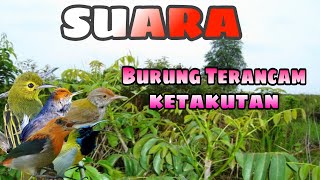 Suara Pikat Burung Terancam Ketakutan(suara pikat burung ribut paling ampuh terbafu 2022)