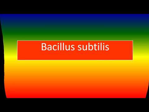 BACILLUS SUBTILIS