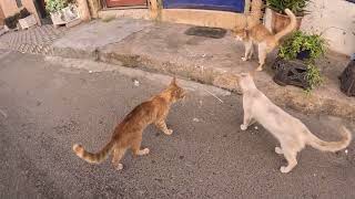 I was amazed by how cats welcomed me by Pawmission 379 views 3 weeks ago 4 minutes, 14 seconds