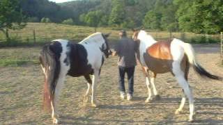 Picture 029.avi 2 DRAFT HORSE FOR SALE CALL 1740-776-7679