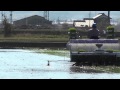 田植え作業