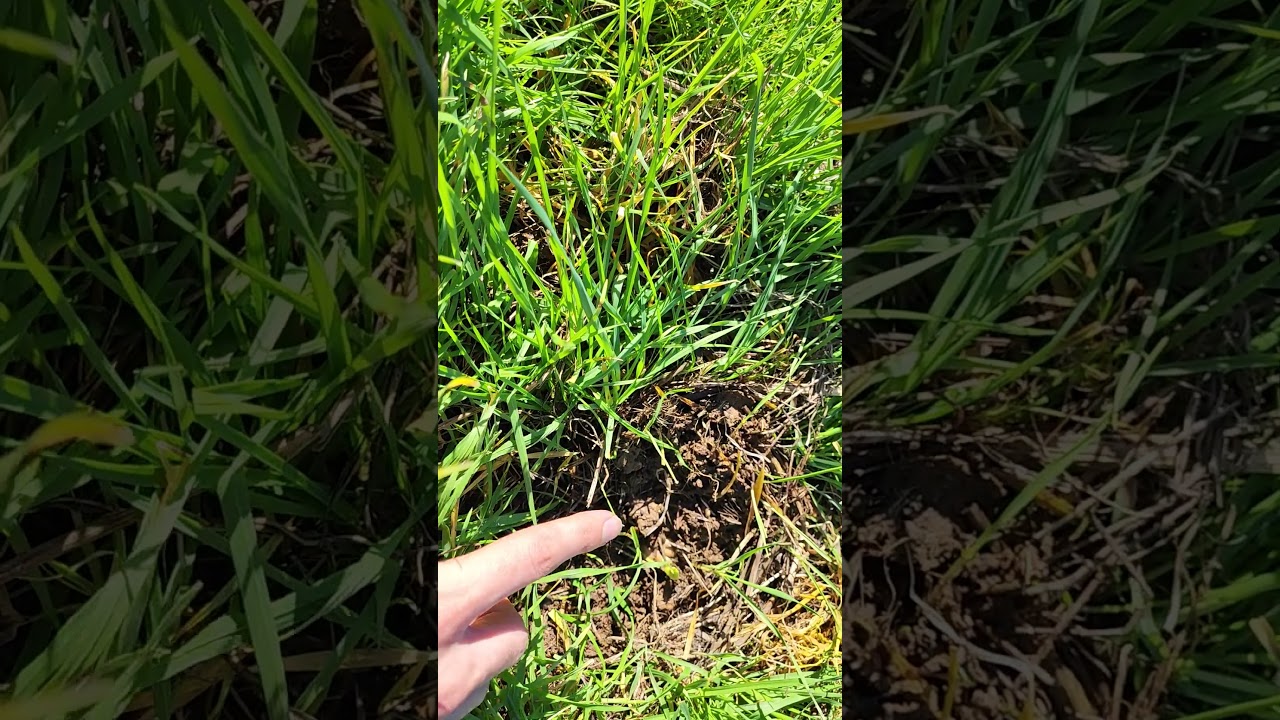 Hiçbir Şeyi Bozmadan Bakla Yetiştirmek Mümkün Mü? Doğal Tarımın Yolunda! 