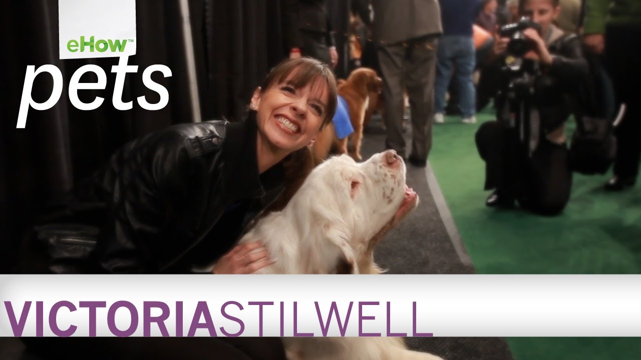 puppy paradise Victoria Stilwell on the New eHow Pets