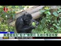 專屬「粽子」！壽山動物園慶端午 黑猩猩互相分享@newsebc