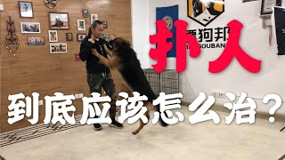 【养狗小白入门指南】你的狗狗爱扑人吗扑人的毛病到底应该怎么治