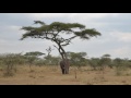 Elephant knocks down a tree