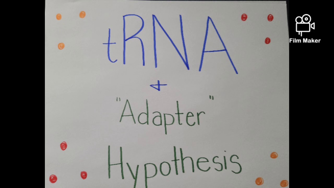 tRNA & Adapter Hypothesis YouTube