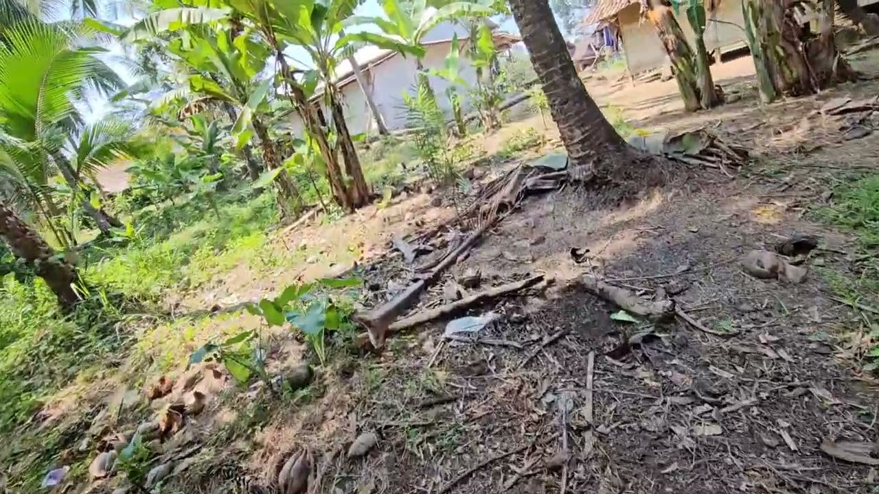 Tanah darat dan sawah nempel jalan pemukiman penduduk Luas 16.500 M2 hrga 280 jt Nego. #jualtanah