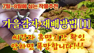 🏆7,8월에 심는 텃밭 추천작물//🥔가을 감자 재배방법[1]//씨감자 휴면타파 기간이 지났는지 꼭 확인하세요