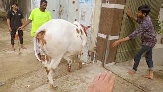 Saleem Bhais Cows Qurbani by Professional Qasai | Bakra Eid 2021 Cattle Market Karachi Eid ul Adha