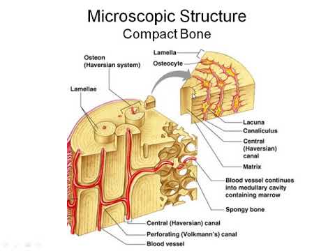 Chapter 5 Bones recorded lecture - YouTube