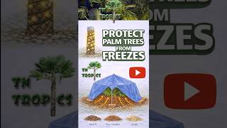 Palm Tree Winter Protection During Freezes (Cold Weather Survival Guide!) ❄️🌴