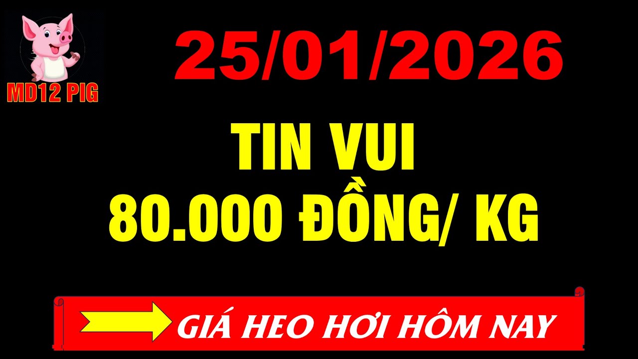 Giá heo hơi hôm nay 25/01/2026| TIN VUI 80.000 ĐỒNG/ KG | md12pig 