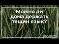 Можно ли дома держать тещин язык? | toNature.Info