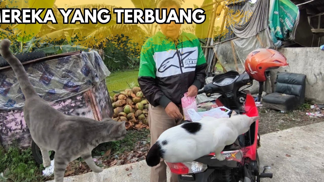 MEREKA YANG TERLANTAR DI TEMPAT SAMPAH #cat #kucingliar #kucingterlantar