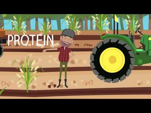 Video: Forskellen Mellem Fuldkorn Og Raffineret Korn