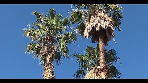 Tree trimmer rescued from palm tree in east Las Vegas