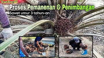 Panen sawit umur 3 tahun, tandan sawit besar-besar | Sk5 sriwijaya