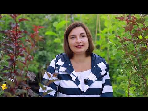 Пухироплідник калинолистий Шух/Physocarpus opulif. 'Schuch' С5/Н60-80, видео 1