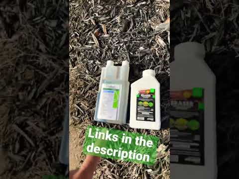 Vídeo: Bermuda Grass Control - Como se livrar da grama Bermuda