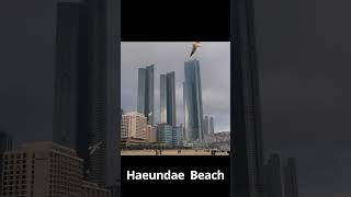 Haeundae Beach, Lct And Seagulls