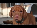 Vizsla Pup - First 8 Weeks