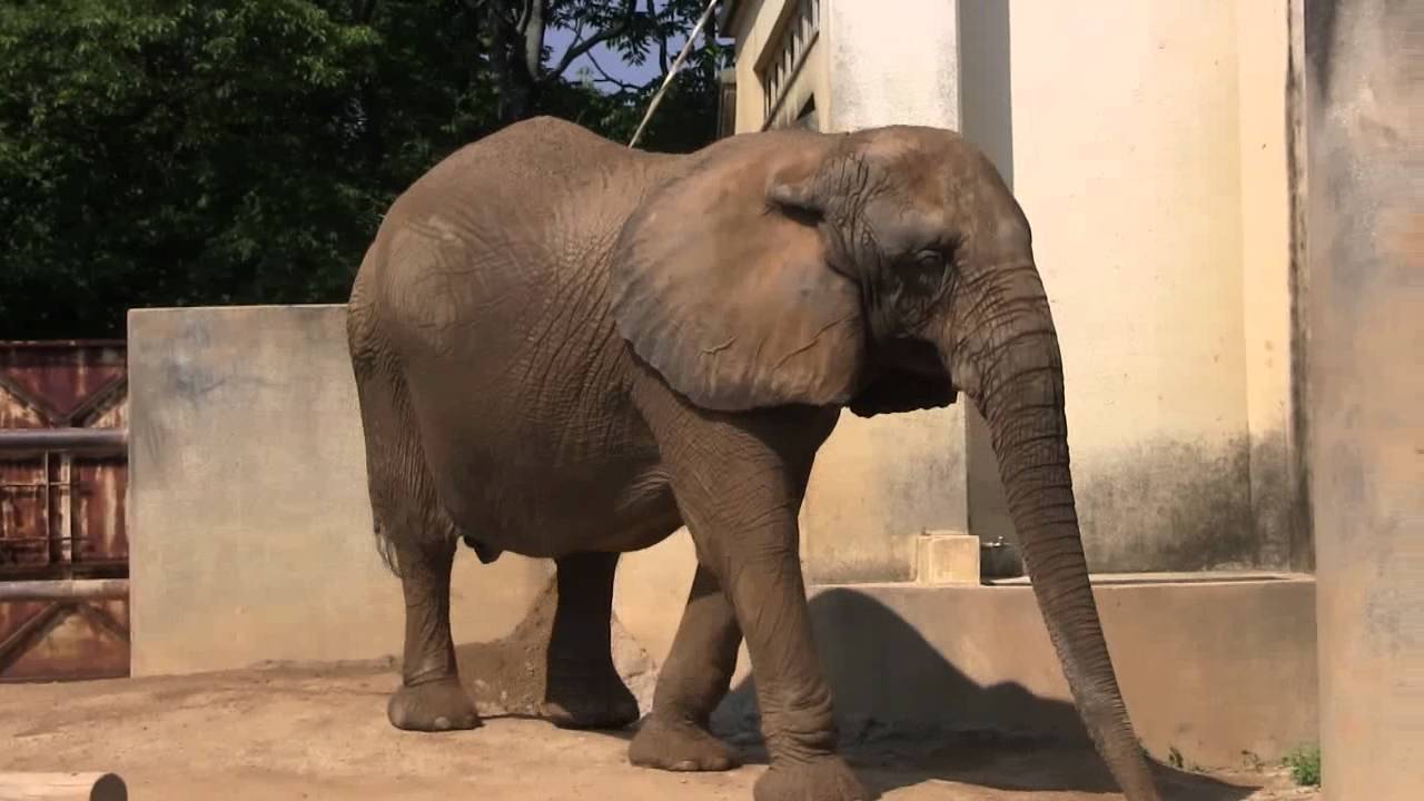 大牟田市動物園のゾウさん - YouTube