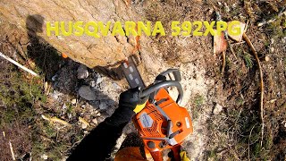 Tree felling big pine Husqvarna 592XPG bore cut by patkarlsson 9,683 views 2 years ago 7 minutes, 31 seconds