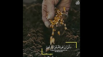 تلاوة تشرح الصدر وصوت من عالم آخر- حالات واتس اب دينية