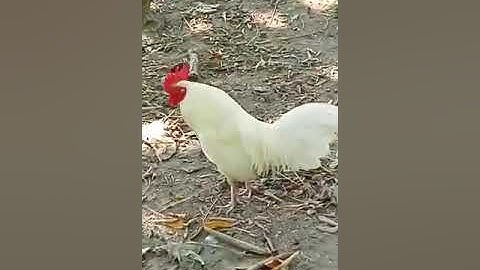 Qaib dib dawb rov qab muab tso rau peb tau saib 4/12/2019