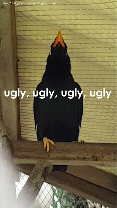 Mischievous Mynah Bird