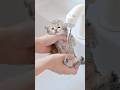 エマの子猫、初めてのシャンプーです🐾