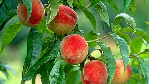 How to Grow Peaches Organically - Complete Growing Guide - DayDayNews