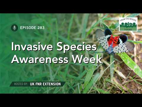 Invasive Species Awareness Week - From the Woods Today - Episode 283 thumbnail