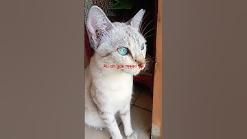 Thumbnail of moli lagi liatin apa sih???#kucinglucu #kucing #meme #song #music #youtube #youtubeshorts
