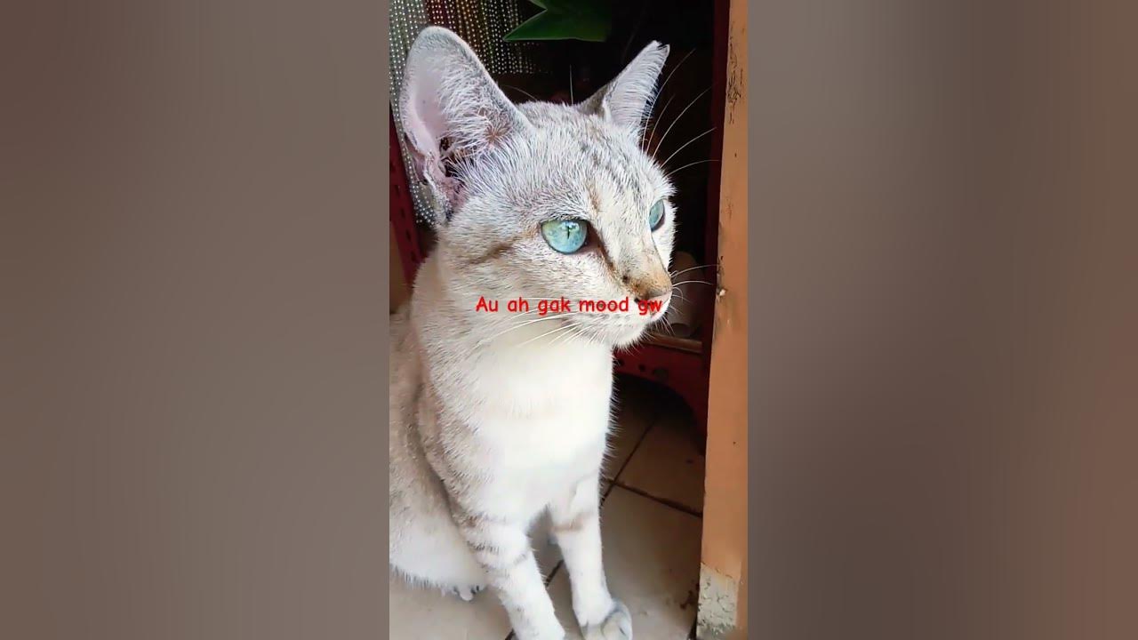 moli lagi liatin apa sih???#kucinglucu #kucing #meme #song #music #youtube #youtubeshorts