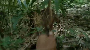 24/4/2022 ต่อไก่ป่าเจ้ามีชัยนับแต้ม48🐓 dib qaib qus tuaj zoo tiag2 Tu thib 48🐓