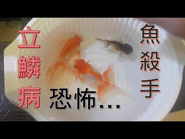 觀賞魚立鱗病急救 Busy Businessman Cabot Youtube