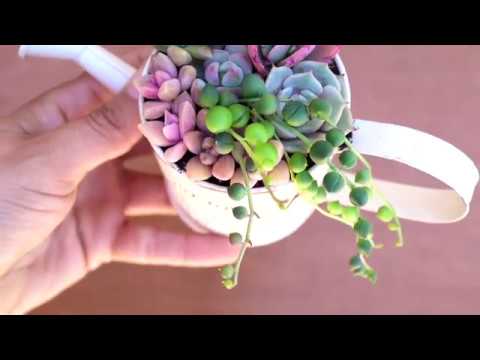 Tiny Succulent Arrangement