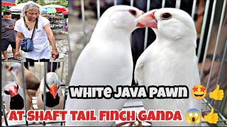 #bocaue pet market white java pawn ni boss francis Ganda 🤩👍me shaft tail pa solid#👍🤩