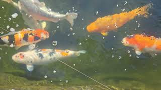 Morning hungry koi dance