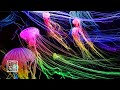 Extremly Relaxing Piano♬Music 12HRS with neon🌈color Seanettle Jellyfish.