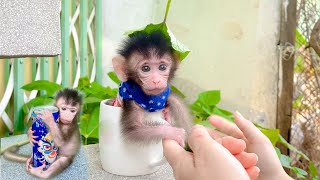 The smallest monkey on the planet. Look at his face, isn't it funny?