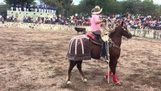 Toro Demonio Negro En El Huizache