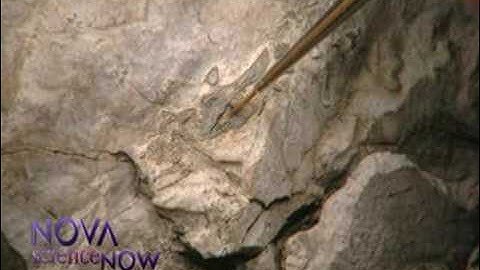 NOVA scienceNOW | Free the fossils!