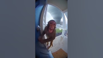 Monkey Tries to Escape Tornado – Caught on Ring Camera 😱🌪️