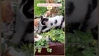 Kucing Hamil Cuma 2 Bulan?! 😳🐱