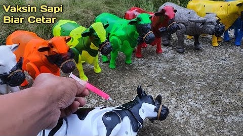 MENEMUKAN SAPI LUCU, SAPI WARNA WARNI, SAPI MOO, SAPI JOGET, SAPI KARTUN, KERBAU LUCU, VAKSIN SAPI
