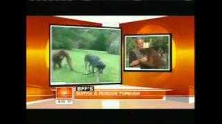 Suryia the Orangutan on the Today Show